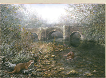 Image of A Winters Morning, Otters at Respyn Bridge, Lanhydrock, nr. Bodmin, Cornwall